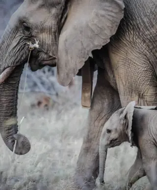 Beobachte die Big Five im Addo Nationalpark